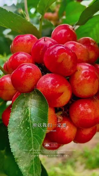 露天种植齐早樱桃 颗颗人工严选,每一口都是精品级的甜,硬币级精品果,咬一口就懂什么叫物超所值!!自家果园现摘现发,没有中间商,就是要给你最好的那一批! #自家樱桃种植 #新鲜大樱桃🍒 #吃樱桃的季节