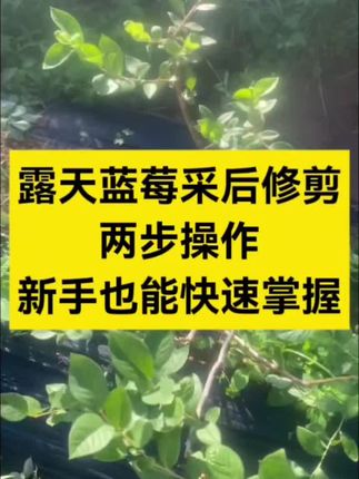 露地蓝莓采后修剪,新手也能快速学会。#蓝莓种植 #蓝莓修剪 #蓝莓修剪技术 #蓝莓专用肥 #蓝莓专用肥料