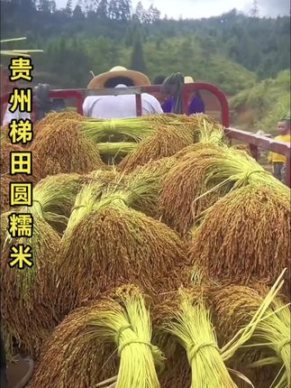 贵州一年一季新糯米,口感软糯,做糯米饭。包粽子,酿糯米酒都特别安逸#贵州特产#梯田圆糯米#抖出家乡味#糯米一年一季的梯田圆糯米