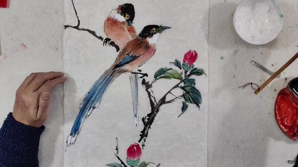 @《喜鹊登枝》灰喜鹊国画小写意染色步骤