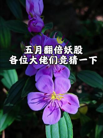 五月翻倍妖股,各位大佬竞猜一下? #创作灵感 #不开盘的时候就是我们的机会 #股票预测 #股友交流会
