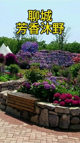 聊城芳香沐野绣球花海来袭 #假期 #亲子 #游玩攻略 #景区