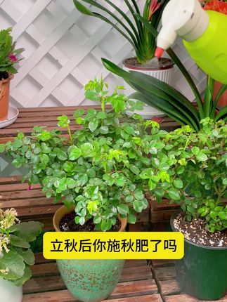 想菜园子大丰收?别瞎种!记住这个高产秘诀!! #农业#蔬菜种植口诀#蔬菜种植#热点#种植小技巧#农业种植