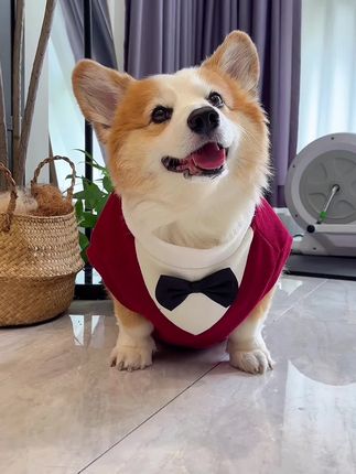 这个小礼服太可爱了吧! #宠物衣服 #萌宠好物 #无限回购的宝藏单品 #在抖音入手的好东西