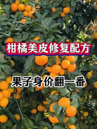 柑橘美皮修复配方,果子身价翻一番#柑橘种植#柑橘拉皮#粗皮果#花皮果#增产增收