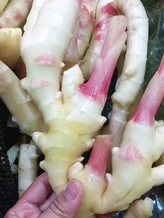 山东嫩姜口感鲜嫩,姜味浓郁,用来炒菜做泡姜都非常美味!#山东嫩姜新鲜 #下饭菜 #口感鲜嫩 #开胃菜 #快来一起尝个鲜