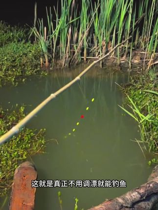 无需调漂,到手就能钓鱼的钓组,有单双钩可选择搭配#钓鱼 #七星漂传统钓