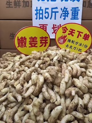 新鲜现挖山东红芽嫩姜可腌制泡姜的鲜嫩子姜仔姜生姜脆嫩#新鲜#红芽嫩姜#鲜嫩#生姜#脆嫩