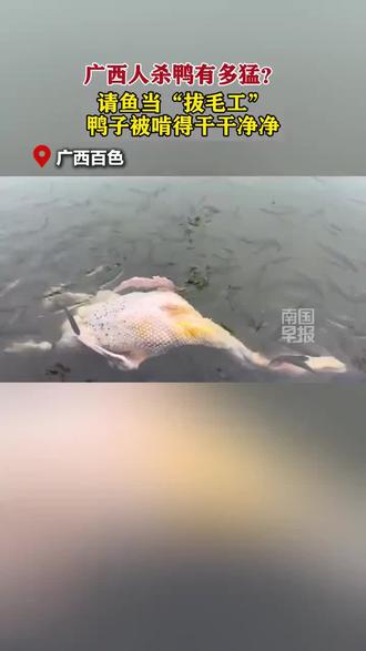 广西人杀鸭有多猛?请鱼当“拔毛工”,鸭子被啃得干干净净#杀鸭 #广西 #鱼 #拔毛 (感谢@ᴸ ˣ 接受采访)