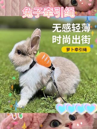 #兔子牵引绳 🐰🐉 超萌侏儒兔牵引绳来啦!可调节设计,完美适配超小型萌宠。防挣脱,安全外出必备。龙猫、荷兰猪遛弯专用衣服,时尚又实用,遛宠新风尚!🚶♂️💕#宠物用品 #宠物好物