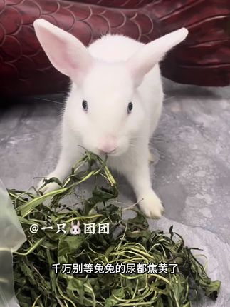 蒲公英干草是兔子荷兰猪龙猫的夏日必备消暑牧草#宠物兔 #无限回购的宝藏单品 #萌宠出道计划 #小兔兔🐰 #荷兰猪