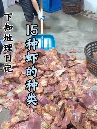 科普分享一些虾的种类,你看你认识几种!#科普#盘点#分享#虾