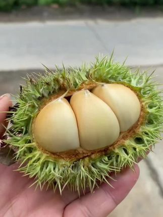 努力赚钱吧!!#新鲜采摘 #板栗 #金寨板栗 #优质农产品