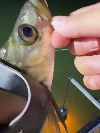 筏痴精工 改良手研加强版旋转活饵泥鳅筏钓鱼钩拍一发二#鱼钩 #钓鱼钩 #钓鱼 #改良 #活饵钓鱼