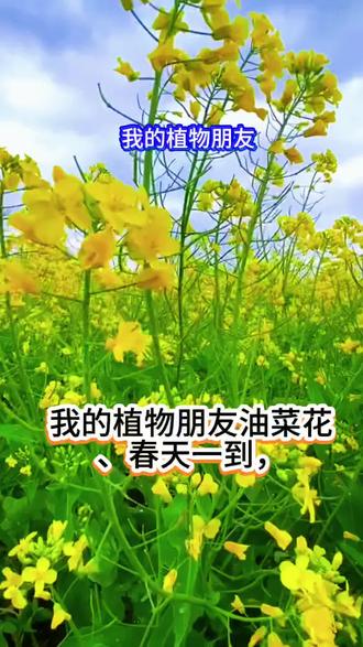 三年级第一单元习作,我的植物朋友。#油菜花季 #我的植物朋友 #作文#作文素材 #作文范文