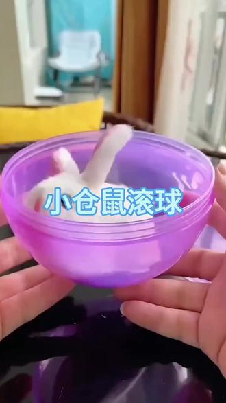 电动发光小兔子仓鼠球,宝宝益智好玩具!
#可爱兔子玩具 #仓鼠球工艺品 #电动发光玩具 #儿童趣味玩具 #宝宝益智玩具