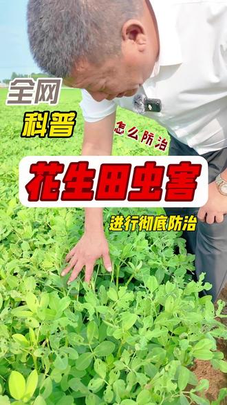 花生田的虫害怎么防治 花生新叶全被虫啃烂别只打一遍药!害虫早晚都趴在叶面上取食,虫重的地块傍晚打一遍、转天清晨再打一遍,交替用药不产生抗性,速效加长效搭配着用,提前预防才是治虫根本
#花生种植 #花生虫害防治 #农业种植技术 #新农人计划2026 #三农