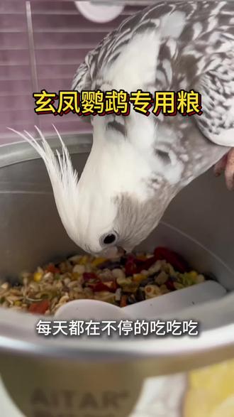 我家玄凤鹦鹉胃口真好,一直都在吃吃吃! 自从养了玄凤鹦鹉,也给它们安排上了玄凤专用粮,毛色比以前光亮,体重也增加了。#鹦鹉粮食 #玄凤鹦鹉 #鹦鹉专用粮 #618年中大促 #自用好物分享