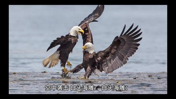 空中袭击 白头海雕🦅 白头海雕:空中霸主的"致命空袭"档案
🌪️ 攻击模式解密
1️⃣ 俯冲时速:160公里(相当于高铁速度)2️⃣ 死亡爪力:每平方厘米42公斤压强,能捏碎乌龟壳3️⃣ 空投战术:2025年北卡罗来纳州记录到"死猫砸车"事件(猎物重达4kg)
💀 战利品清单
主食:虹鳟鱼(占56%)
副食:野鸭(28%)
甜点:郊狼幼崽(14%)
意外菜单:家猫(2023-2025年袭击记录↑300%)
👑 美国国鸟冷知识
求偶时会与伴侣爪扣爪螺旋坠崖(距地50米才分开)
巢穴重量≈小型汽车(最大记录2.3吨)
真实叫声像"生锈门轴",影视剧啸声实为红尾鵟配音
> 2026年最新研究显示:城市化使白头海雕开发出新技能——精准空投垃圾到人类屋顶(疑似报复栖息地减少)。当这个翼展2.3米的黑影掠过时,请看好你的宠物和车顶!
(⚠️防御指南:遇到俯冲立即挥舞亮色衣物,它们讨厌反光物体)