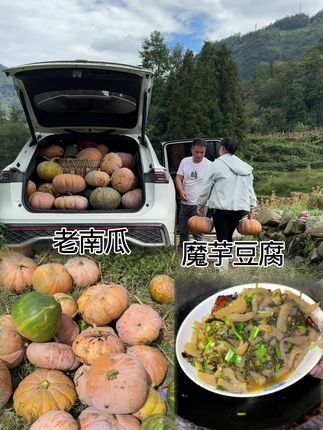 这么多老南瓜…#记录我的生活 #农村生活 #原创视频 #大自然的馈赠 #丰收季