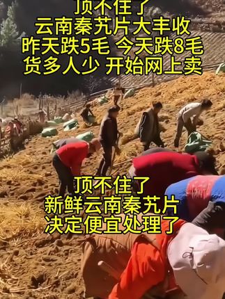 #秦艽#云南秦艽#正宗秦艽 #优质农产品 #三农
