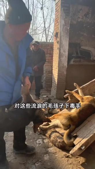 狗子误食了有毒的东西该怎么办#狗狗 #养狗经验分享 #驱虫 #养狗日常 #养狗小知识