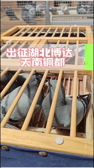 出征湖北博达和天南铜都,希望它们在赛场上有好的成绩#赛鸽比赛#种福羽堂种鸽#