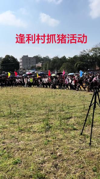 #人山人海太热闹了 逢利村,抓猪🐷活动
