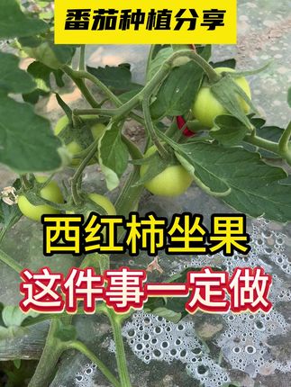 西红柿坐果,这件事一定做 #西红柿种植 #种植小技巧 #三农 #西红柿 #农业种植