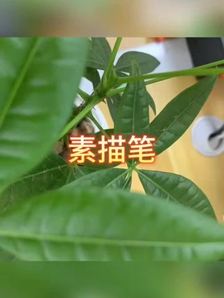 #素描铅笔 #铅笔 #绘画笔