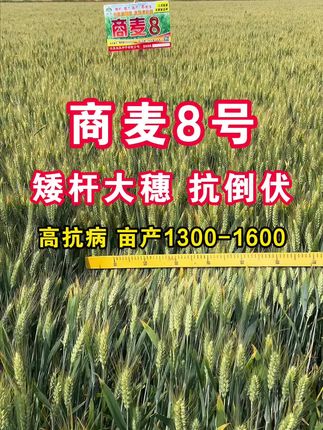 #商麦8号#高产抗病小麦种子#双赢种子#抖音助农