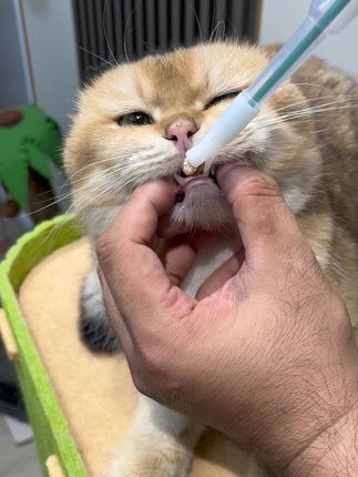 都2025年了,谁还硬塞硬灌猫咪吃药,用这个不就省事多了#宠物喂药器 #宠物喂药技巧 #宠物喂药