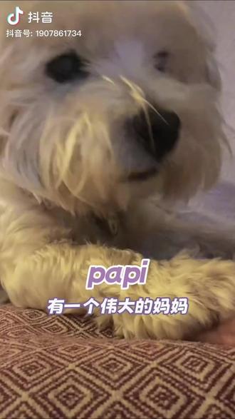 不要去嘲笑一个勇敢执着敢于打破常规的人,因为她努力的光以后可能会照亮你。
谢谢你🙏Papi妈妈,1185天里的坚持✊,让所有我们身边幸福奔跑的毛孩子们看到了光……同时也心疼Papi妈妈,希望她以后身体健康,事事顺利。