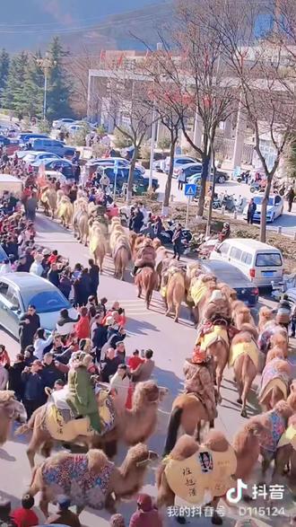 新疆骆驼队重走丝绸之路,成功抵达旬邑!!