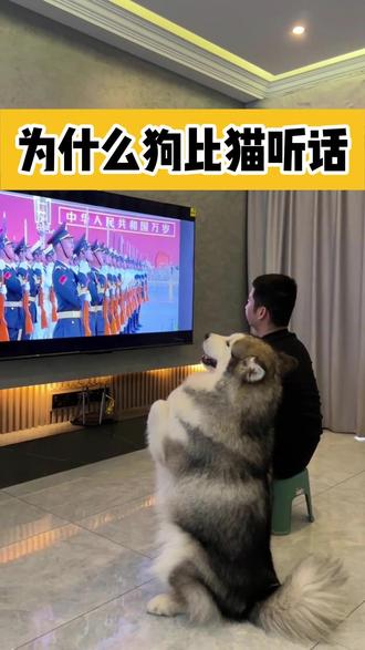 为什么狗比猫听话? #猫咪