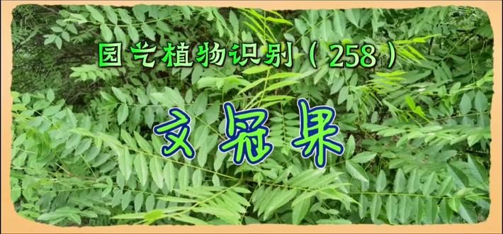园艺植物识别(258)-文冠果
#原创作品