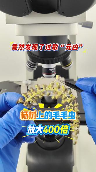 一到春天就鼻痒打喷嚏?把元凶放大400倍给你看#春天花粉过敏 #花粉过敏 #显微镜下的世界 #杨树毛毛