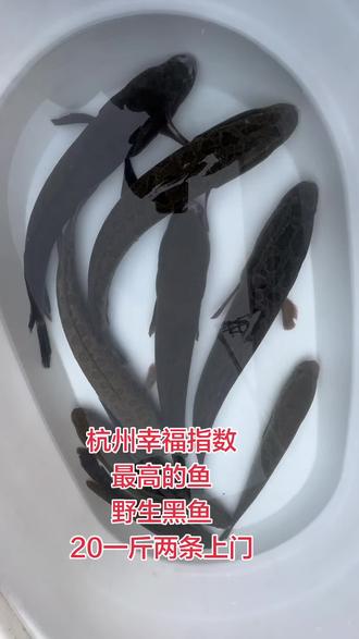 杭州野生黑鱼#野生黑鱼 野生鱼
