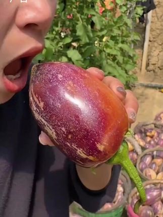 云南正宗石林黄心人参果新鲜水果树熟黄肉圆大果皮薄清甜多汁应季-w