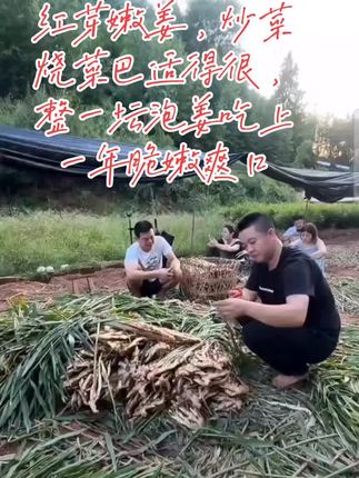 四川自贡五指红芽嫩姜只有那么安选逸了,姜味浓郁鲜香,别的省份的嫩姜怎的没法比,四川人做菜有了嫩姜才有灵魂,不说大家都知道有好包适,季节菜想吃家乡味的手速