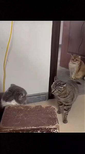 @神配音秀😂
#这猫咪一看就是练家子 #动物搞笑视频 #动物迷惑行为