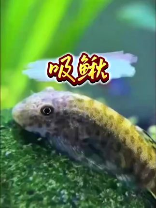 ✨🐠 麦氏吸鳅 | 鱼缸懒人必备 🐠✨ 💡超能清洁官:天生“吸盘侠”,一路贴壁溜达,绿藻青苔统统扫光,鱼缸瞬间闪亮💎。 🎨颜值担当:咖啡金+豹纹斑,低调又耐看,水族缸里的小野酷。 🫧养护0压力:不挑水质、不闹事,安静做个小帮手,新手也能轻松驾驭。 🥗食量乖巧:主打青苔+沉底饲料,偶尔蔬菜加餐,省心又省钱。 🌿懒人养鱼党快收!一只顶半支刷缸器,治愈力满分💖。 #麦氏吸鳅 #爬岩鳅 #养鱼 #观赏鱼 #养鱼日记