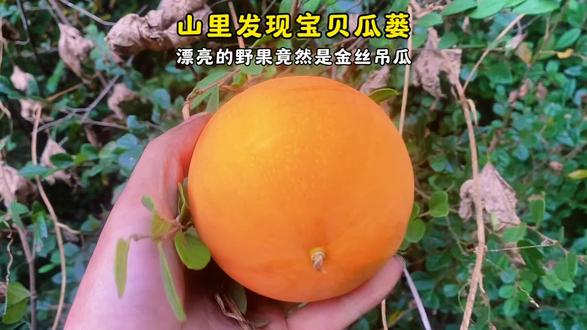 山里发现宝贝瓜蒌,漂亮的野果竟然是金丝吊瓜 乡土情怀·花语传情 一个深植于乡土的花卉匠人。我不仅种植花朵,更是传承文化的使者。每一朵花背后都有一段故事,我愿通过我的镜头,讲述这些故事,传递花语中蕴含的美好寓意。#野果 #原创视频 #我的乡村生活