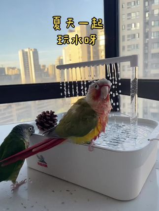 夏天玩水的快乐来啦 #鹦鹉洗澡盆 #鹦鹉洗澡神器 #鹦鹉玩水 #鹦鹉洗澡 #鹦鹉日常