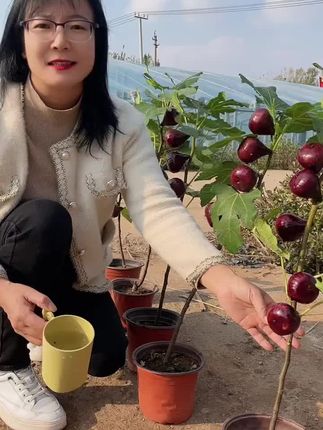 感谢官方 推我上热门 #新品种无花果 #庭院阳台种植