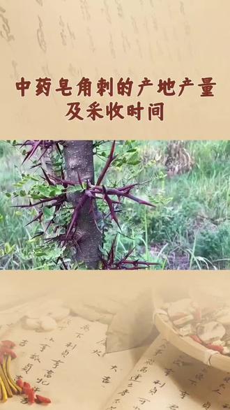 中药皂角刺的产地产量及采收时间