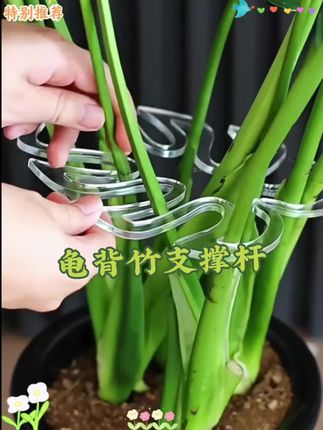 龟背竹支撑杆花支撑架枝干收拢架植物防倒伏支架绿植固定神器花架#养花小妙招 #家庭养花 #花卉养护 #室内绿植 #养花小技巧