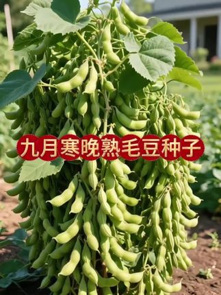 #九月寒晚熟毛豆种子