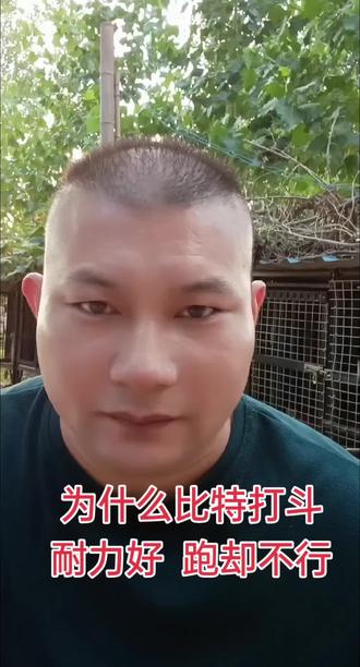 比特犬打斗耐力第一,为什么户外跑就不行了。#比特犬