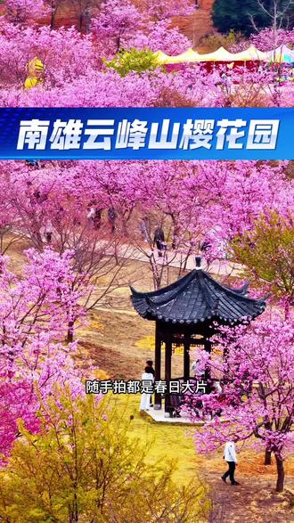 南雄云峰山万亩樱花已盛开! 漫山粉雪美到犯规。随手一拍就是大片#云峰山生态园 #云峰山樱花 #樱花盛开 #春日赏花 #周边游